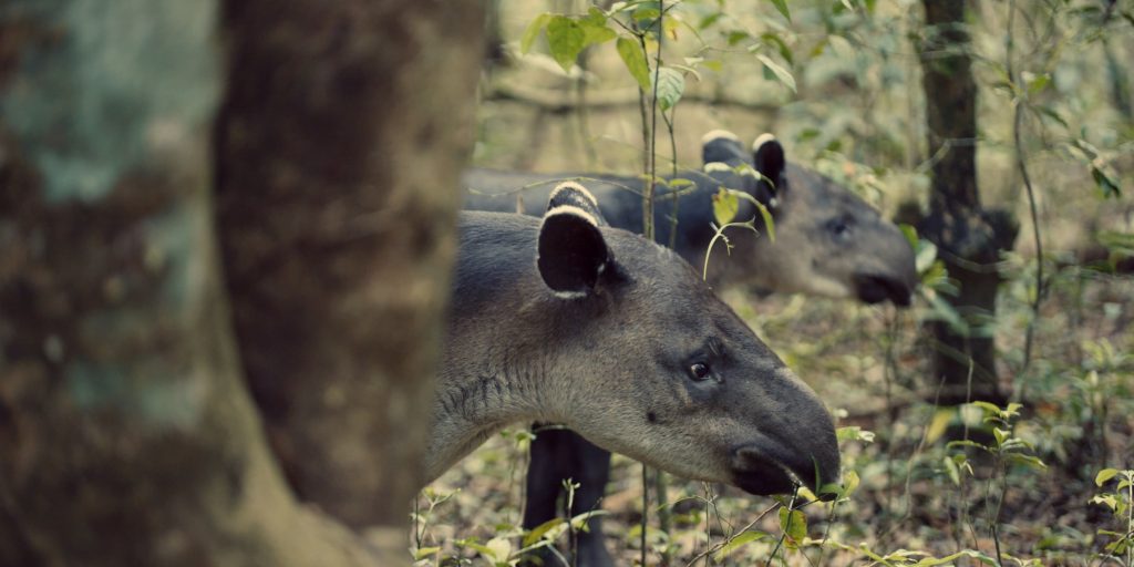 Photo-7_CAPA-Studio_Bright-Bright-Bright_UGC-Images_Orange-Studio_France-2-Cinema_2021