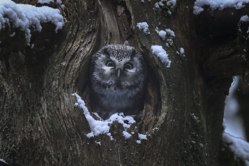 LeChantDesForets_VincentMunier7