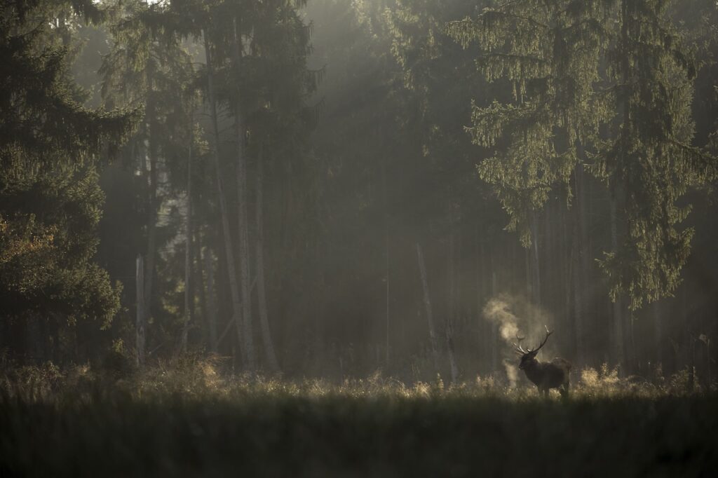 LeChantDesForets_VincentMunier9